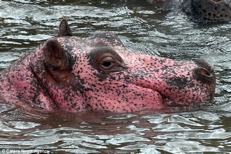 Leucism can often affect an animal's chances of survival but once fully ...