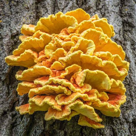 Chicken Of The Woods Identification