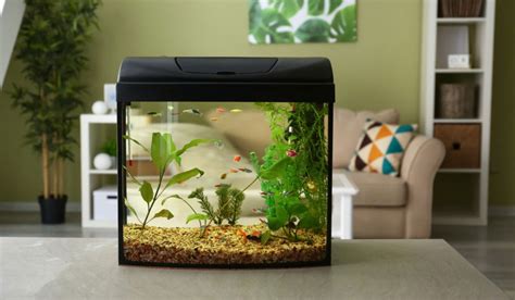 Cool Fish Bowl Ideas