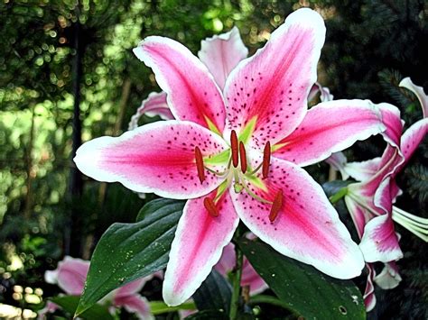 Tiger Lily Flower Spring · Free photo on Pixabay