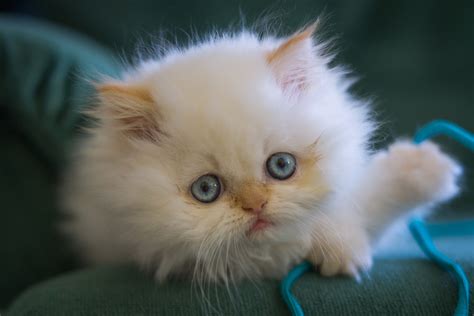 kitten, White, Fluffy, Blue, Eyes, Muzzle, Eyes, Baby, Cat Wallpapers ...