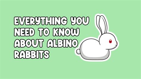 Everything you need to know about Albino Rabbits | Cottontail Club