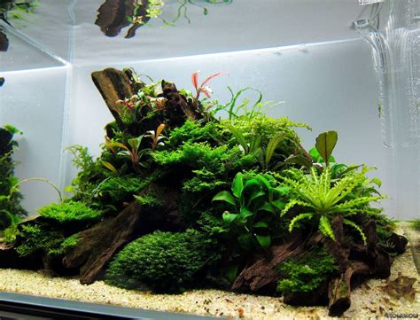 Image result for island aquascape | Дизайн аквариума, Домашний аквариум ...