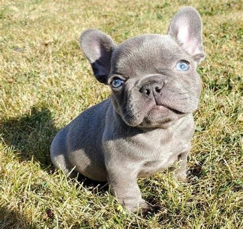 “The Adorable Charm of French Bulldog Puppies: A Guide for Dog Lovers ...