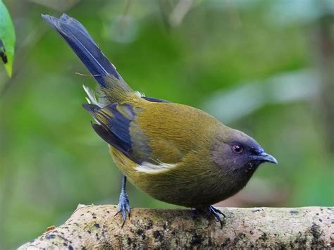 Birds of The World: Honeyeaters and their Allies (Meliphagidae)