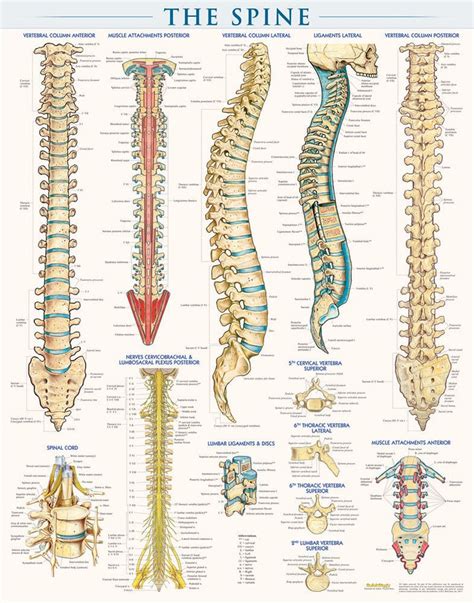 QuickStudy The Spine Laminated Poster | Anatomy, Reflexology, Medical ...