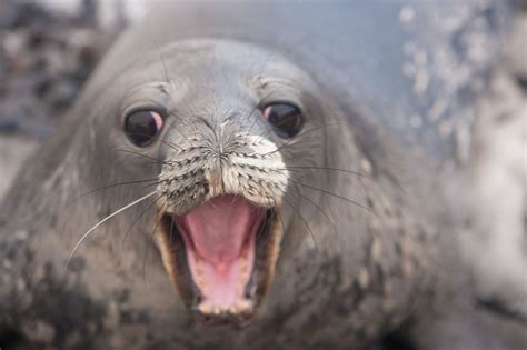 FOCA DE WEDDELL » Características, peligro de extinción y hábitat ...