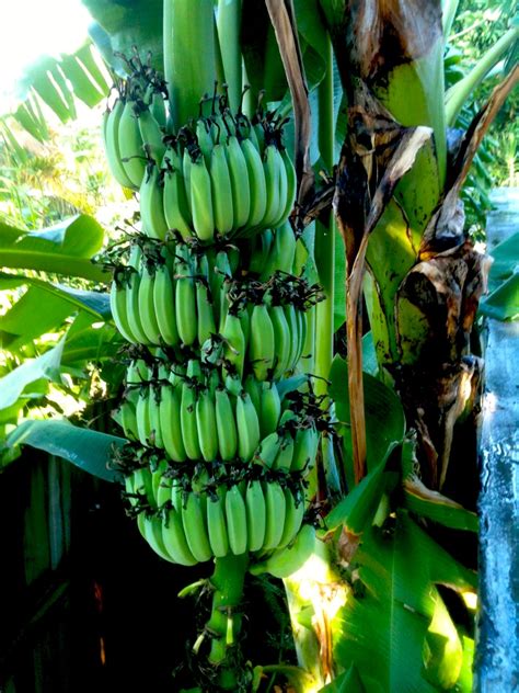 The Perfect Time for Planting Tropical Fruit in your South Florida ...