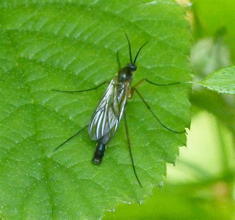 Fungus Gnats Infestation and How Kill Them - My Blog