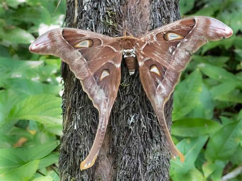 20 Moth Species More Beautiful Than Butterflies