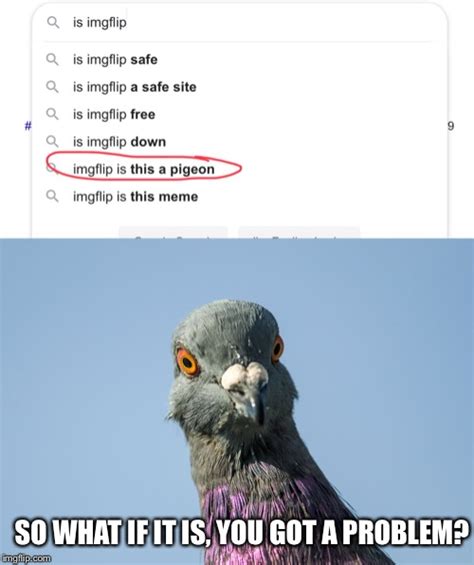 pigeon Memes & GIFs - Imgflip