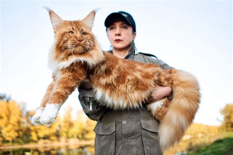 Why Are Maine Coons So Big? (11 Surprising Facts) - MaineCoon.org