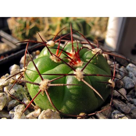 Cactus - Gymno. cactus - 𝐺𝑦𝑚𝑛𝑜𝑐𝑎𝑙𝑦𝑐𝑖𝑢𝑚 𝑐ℎ𝑖𝑞𝑢𝑖𝑡𝑎𝑛𝑢𝑚 | Shopee Philippines