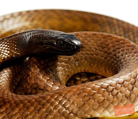 Inland Taipan (fierce snake) ~ Australia ~ the world's most venomous ...