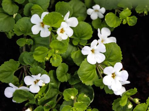 Bacopa Benefits: A Natural Herb for boosting brain health and memory ...