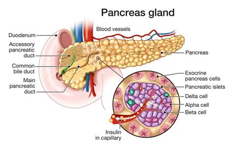 Histology of pancreas, Structure of islets of Langerhans, Insulin ...