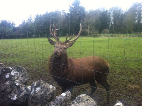 Irish Red Deer at the Bunratty Castle & Folk Park Canadian Identity ...