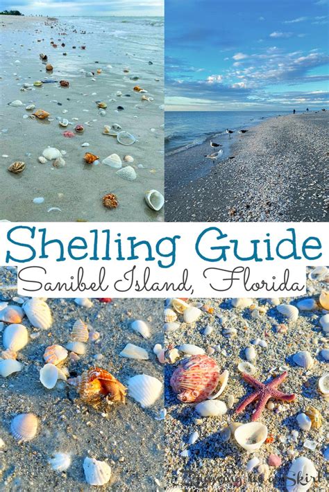 Sanibel Island Shells, Sanibel Island Beaches, Sanibel Island Florida ...