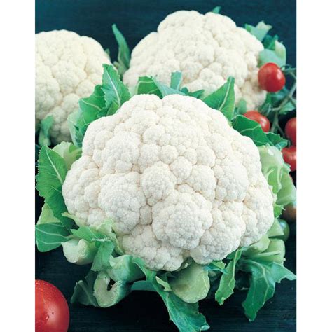 Early Snowball Cauliflower Seeds – NE SEED