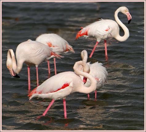 Ras Al Khor : Flamingo Sanctuary : Dubai | G A | Flickr