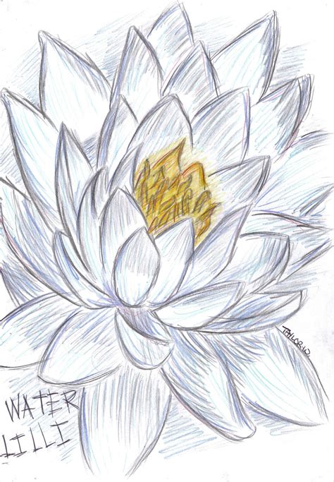 Water lily by Pencil-Only on DeviantArt