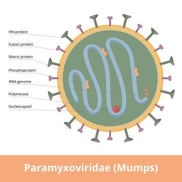 รูปภาพParamyxoviridae – เลือกดูภาพถ่ายสต็อก เวกเตอร์ และวิดีโอ295 ...