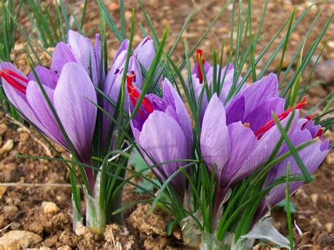 Azafrán. Crocus Sativus 5 Bulbos - $ 250.00 en Mercado Libre