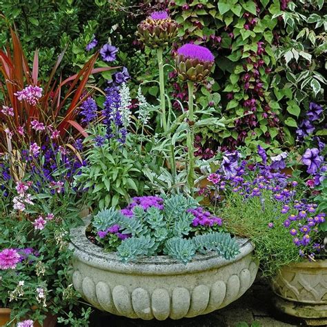 growing sage in containers - Google Search | Annual plants, Container ...