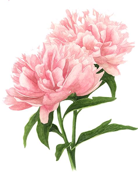 Open full size Flower Drawings Tree Peony Watercolor Painting - Pink ...