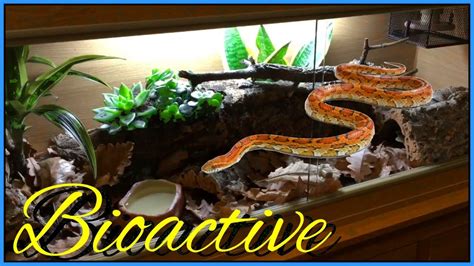 Corn Snake Habitat Setup