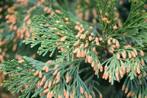 13 Different Types of Cedar Trees (All Cedar Tree Varieties) - PlantSnap