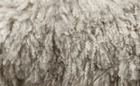 Wool Fibre | Physical and Chemical Properties of Wool Fibre - Garments ...