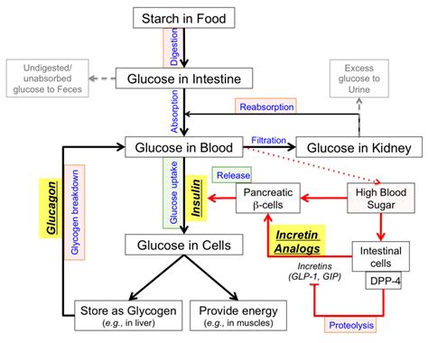 Pathophysiology Of Diabetes Type 2 Concept Map - DiabetesWalls