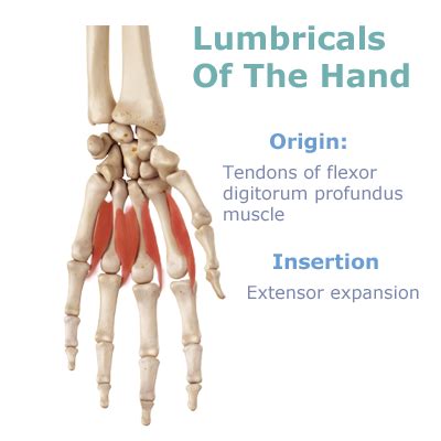 Lumbricals And Interossei Of Hand