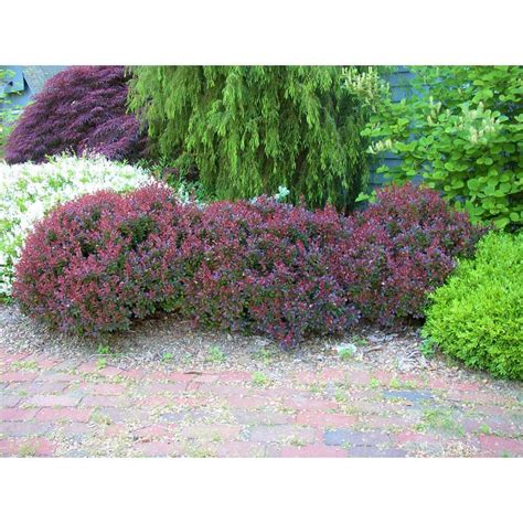 Online Orchards 1 Gal. Crimson Pygmy Dwarf Japanese Barberry Shrub Rich ...