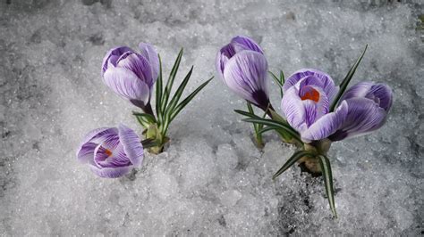 Image result for crocus in snow | Crocus flower, Crocus, Flowers