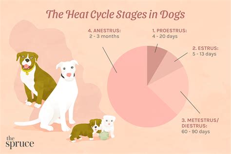 Can A Dog Be Spayed During Heat Cycle