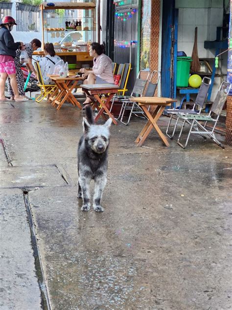 This dog has interesting fur pattern : r/mildlyinteresting