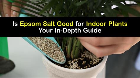 Indoor Plant Care - Using Epsom Salt for Plants Inside