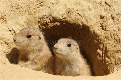 Two Baby Prairie Dogs Looking Out of Their Burrow Stock Image - Image ...