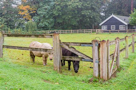 Mini Horse Farm near me - HorseKY