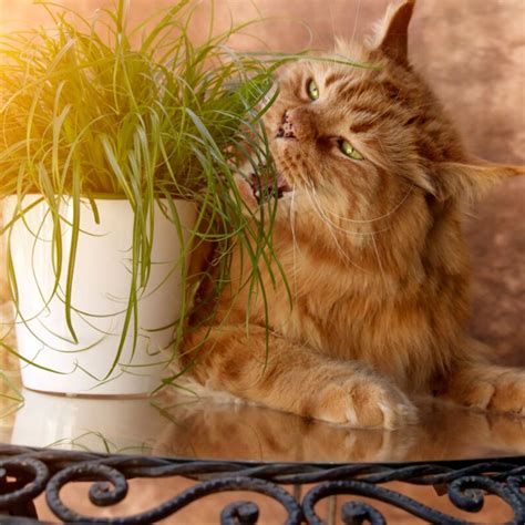 The 10 Best Maine Coon Cat Foods - MaineCoon.org