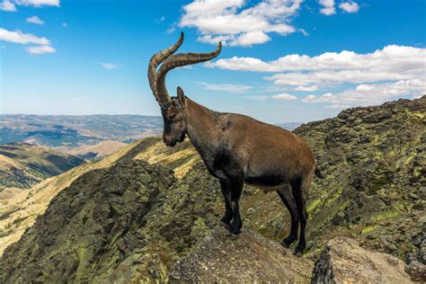 Ibex | Wild Mountain Goat, Alpine Species & Conservation Status ...