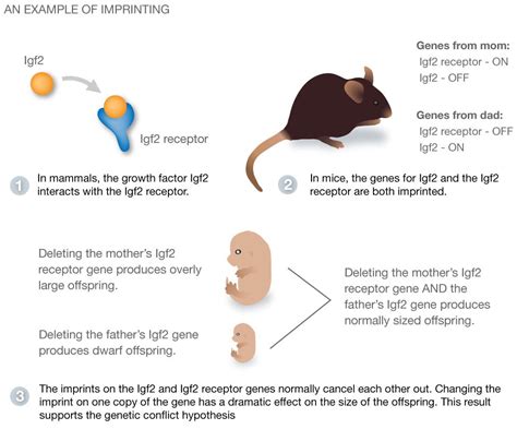 Genomic Imprinting