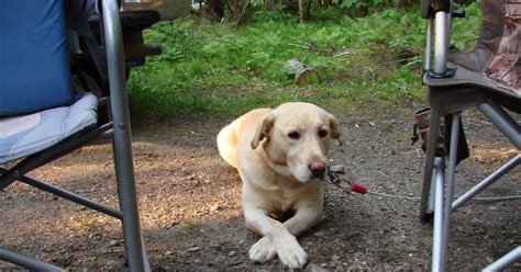 Some Vermont State Parks Cabins Will Be Pet Friendly In 2018