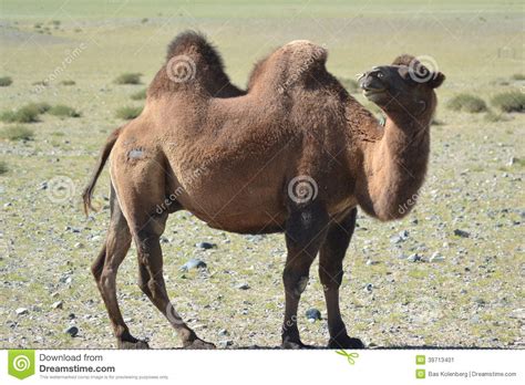 Bactrian camel stock image. Image of domestic, step, bactrian - 39713401