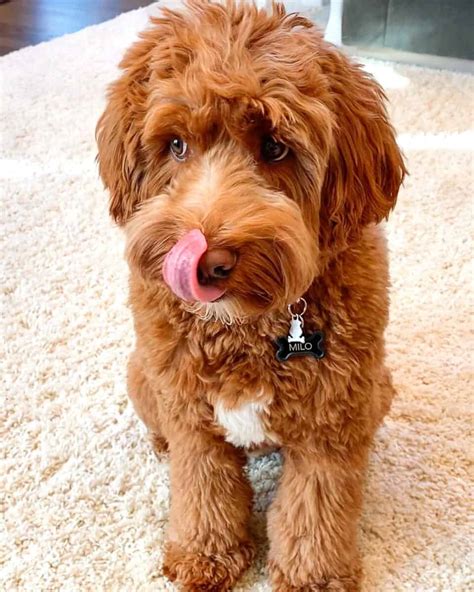 Mini Australian Labradoodle: A Guide to This Mini Tri-Hybrid Dog