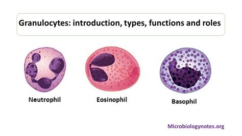 Granulocytes Types