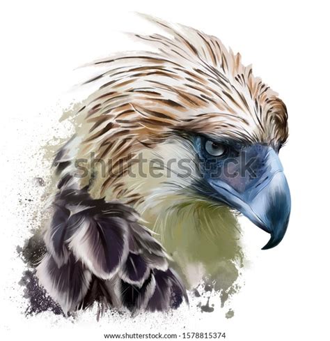 663 Philippine Eagle Images, Stock Photos & Vectors | Shutterstock