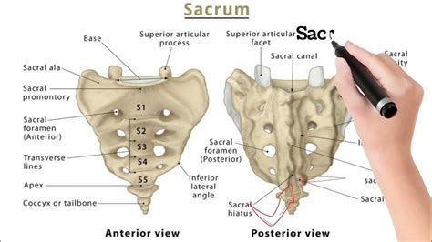 Sacrum Anatomy| Sacrum and Coccyx| Vertebrae of Sacrum| Sacral Hiatus ...